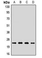 MT-CO2 Antibody