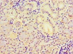 IHC-plus™ MYDGF / SF20 Antibody (aa32-173)