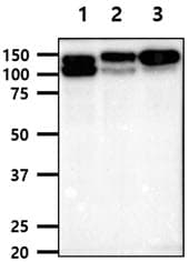 Monoclonal Mouse anti-Human ITGB1 / Integrin Beta 1 / CD29 Antibody (clone AT47E2, WB)