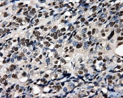 PSMC3 Antibody (clone OTI9F3, Carrier-free)