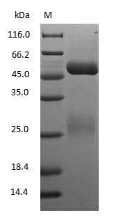 Dog IgG Protein (Native)