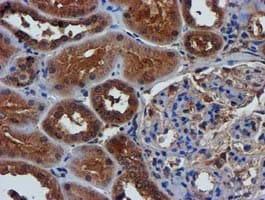 Complement C1s Antibody (clone OTI5F2)