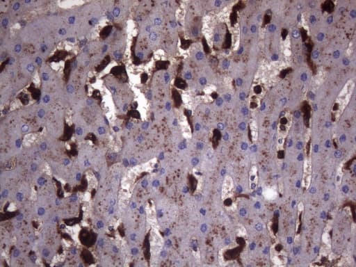 CD68 Antibody (clone KP1)