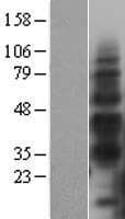 HAVCR2 / TIM-3 Protein (Over-Expression Lysate Myc-DDK (Flag))