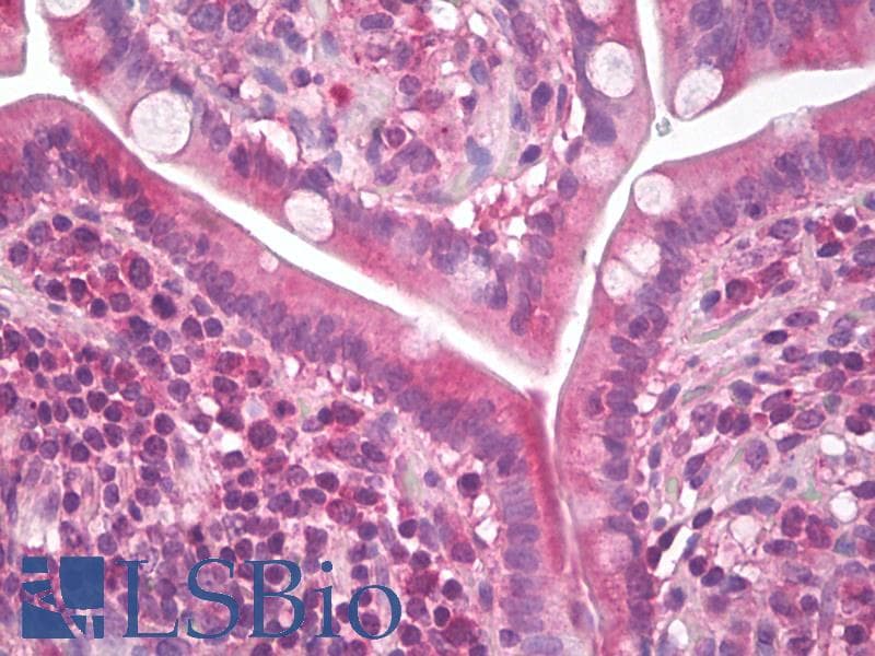 IHC-plus™ WNT3A Antibody