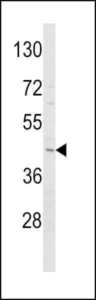ADIPOR1/Adiponectin Receptor 1 Antibody (aa305-331)