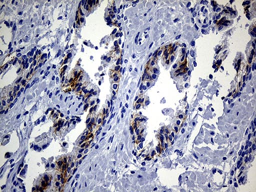 Monoclonal Mouse anti-Human EGF Antibody (clone OTI2F9, aa1054-1207, IHC, WB)