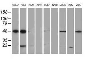 PACSIN3 Antibody (clone OTI4A7)