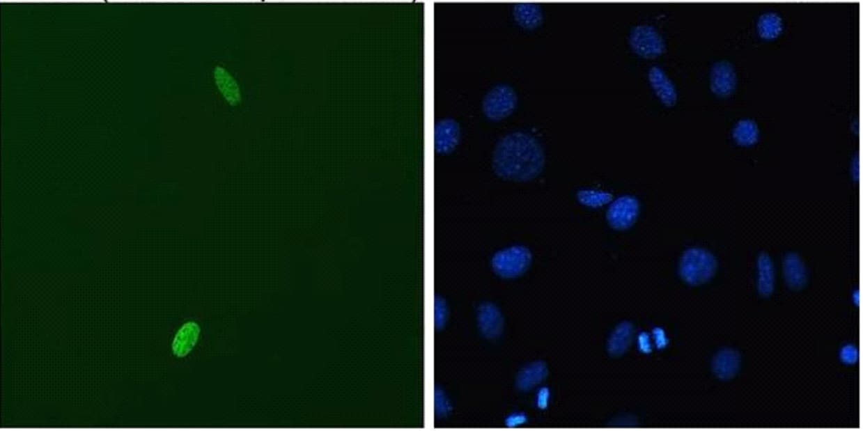 DUX4 Antibody (C-Terminus, clone P2B1, APC)