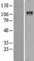GTF3 / GTF2IRD1 Protein (Over-Expression Lysate Myc-DDK (Flag))