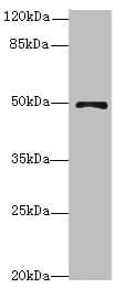 EIF3S5 / EIF3F Antibody