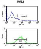 Polyclonal Rabbit anti-Human Skn / HHAT Antibody (aa30-59, IHC, WB)