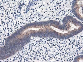 HMOX2 / Heme Oxygenase 2 Antibody (clone OTI1D10, Carrier-free)