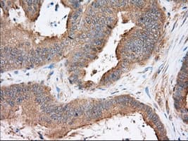 SNX9 / WISP Antibody (clone OTI1E2, Carrier-free)