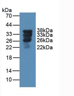 SFTPA1 / Surfactant Protein A Antibody (aa21-248, APC)