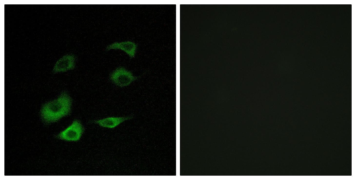ANAPC1 / APC1 Antibody