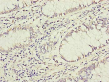 GRPEL1 Antibody