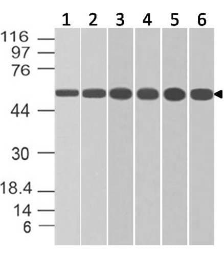 APG5 / ATG5 Antibody