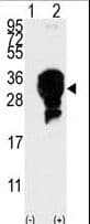UBE2S / E2 EPF Antibody (aa192-222)