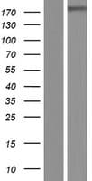 LTBP4 Protein (Over-Expression Lysate Myc-DDK (Flag))