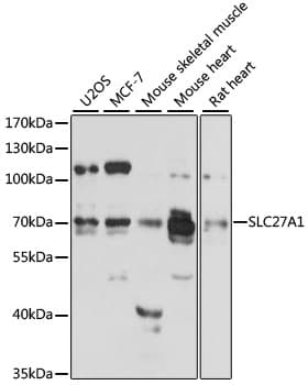 IHC-plus™ SLC27A1 / FATP Antibody