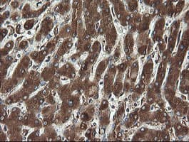 REEP5 Antibody (clone OTI4D2)