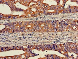 EIF2S1 Antibody