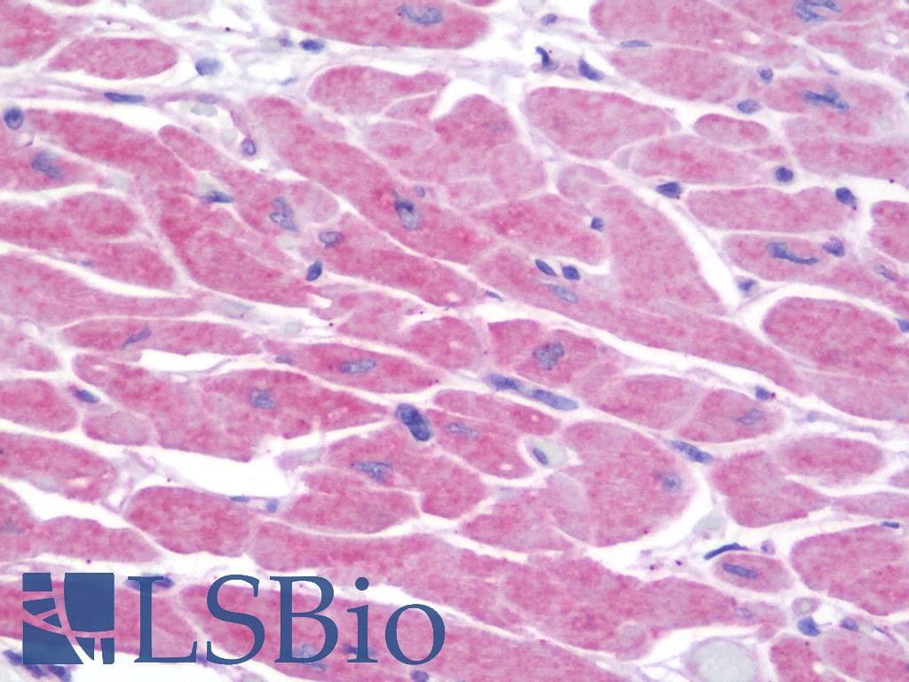 IHC-plus™ KCNG2 Antibody (aa321-370)