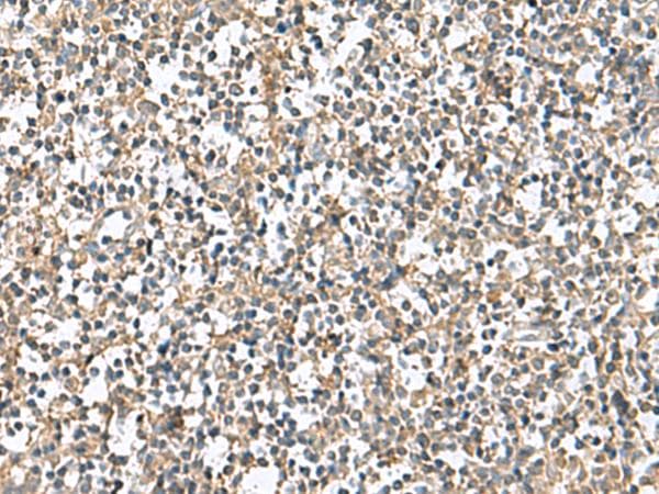 PTPRS Antibody