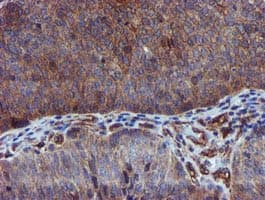 EPN2 Antibody (clone OTI1B4, Carrier-free)