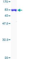 Human CAMK1G / CaMKI gamma Protein (Recombinant GST)