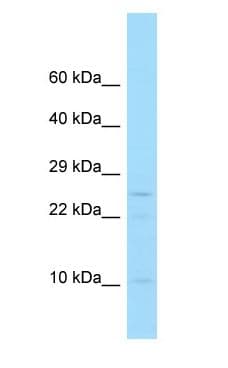 PPP1R1C Antibody (C-Terminus)