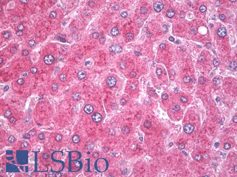 IHC-plus™ KDELR / KDEL Receptor Antibody (clone KR-10)