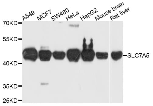 IHC-plus™ SLC7A5 / CD98 Light Chain Antibody (aa1-125)