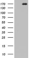 IHC-plus™ DOT1L / DOT1 Antibody (aa1008-1424, clone 1F1D4)