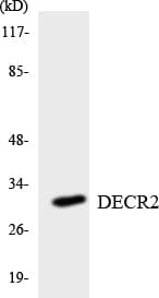 DECR2 Antibody (aa199-248)