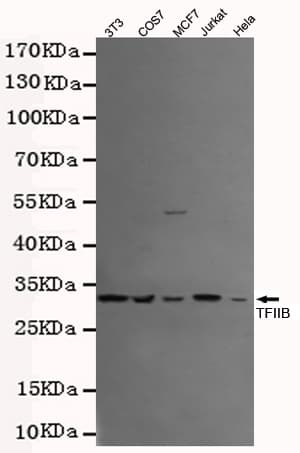 TFIIB Antibody