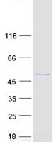 Human TASP / LANCL2 Protein (Recombinant Myc-DDK (Flag))