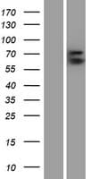 GPC3 / Glypican 3 Protein (Over-Expression Lysate Myc-DDK (Flag))