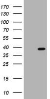 PCNA Antibody (clone OTI5F9)