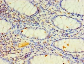 CYP4F12 Antibody (aa265-524)