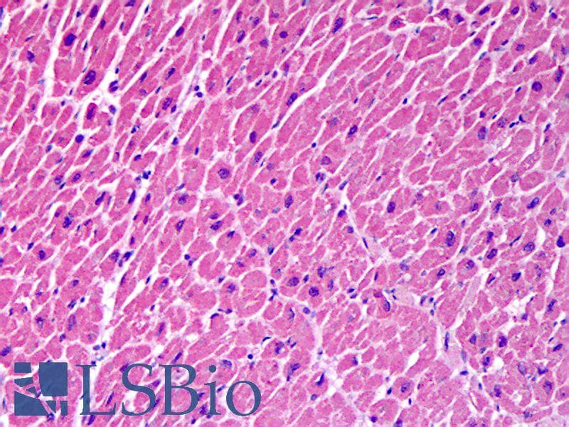IHC-plus™ STX18 / Syntaxin 18 Antibody (clone 2E5)
