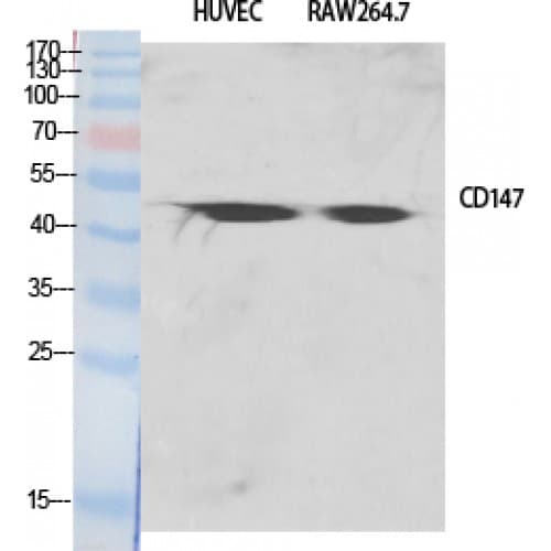Basigin / Emmprin / CD147 Antibody (310-390 aa, C-terminal)