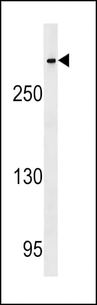 Polyclonal Rabbit anti-Human CENPE Antibody (aa2573-2601, WB)