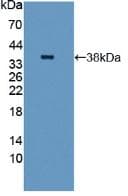 TLR4 Antibody (aa326-634)