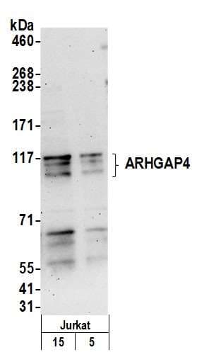 ARHGAP4 Antibody (aa700-750)