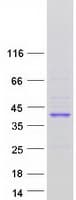 Human LMAN2L Protein (Recombinant Myc-DDK (Flag))