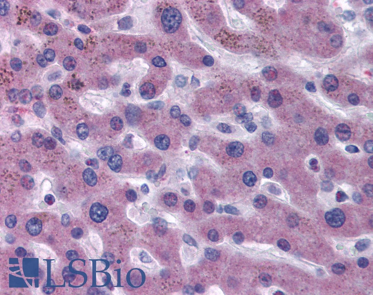 IHC-plus™ F7 / Factor VII Antibody