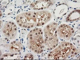 PSMB4 Antibody (clone OTI2C9)