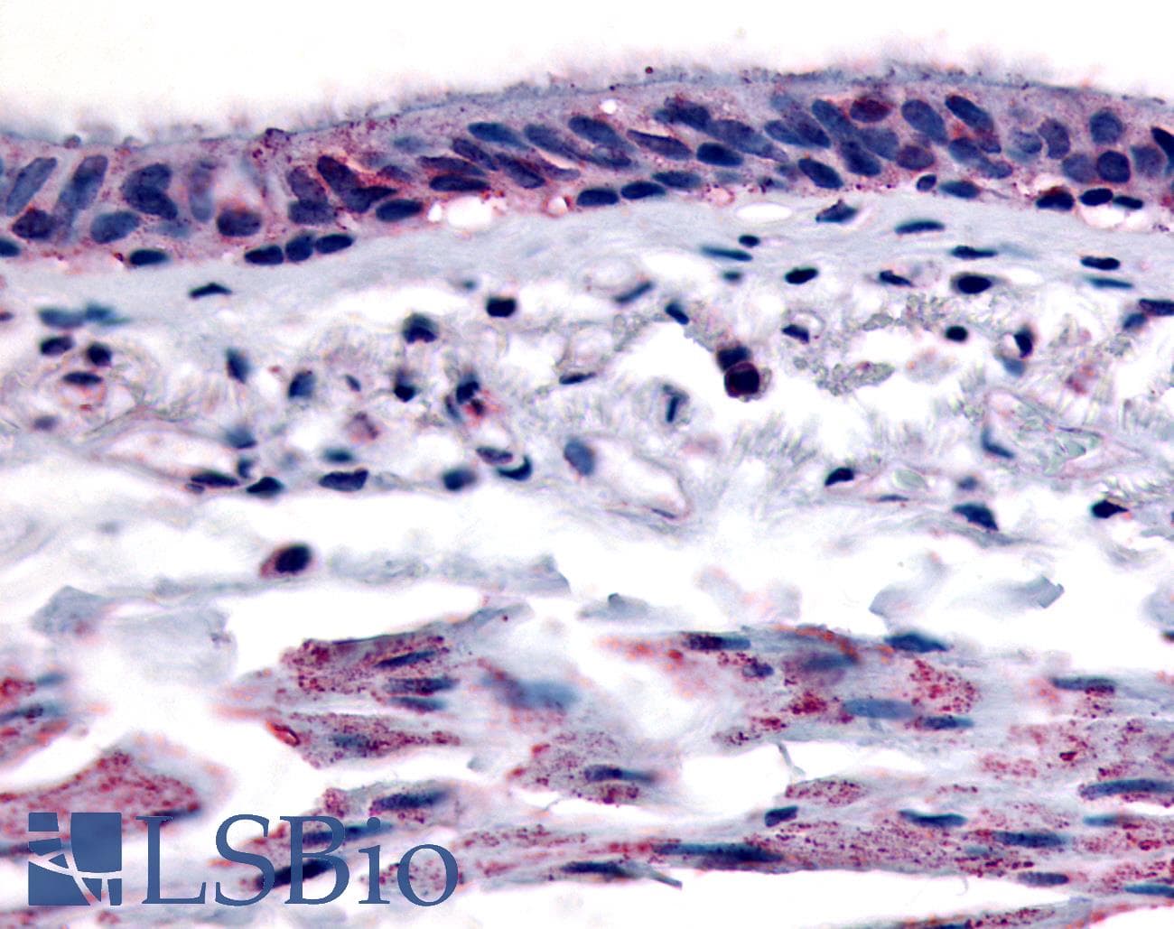 IHC-plus™ AHR Antibody (C-Terminus)